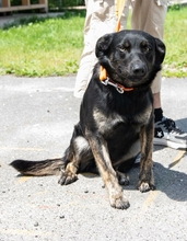 JOCO, Hund, Mischlingshund in Ungarn - Bild 1