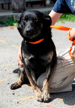 JOCO, Hund, Mischlingshund in Ungarn - Bild 2