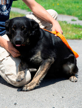 JOCO, Hund, Mischlingshund in Ungarn - Bild 3