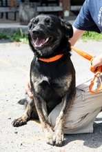 JOCO, Hund, Mischlingshund in Ungarn - Bild 4