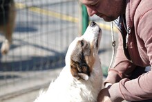 SPRITE, Hund, Mischlingshund in Rumänien - Bild 1