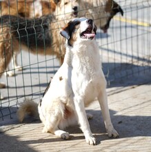 SPRITE, Hund, Mischlingshund in Rumänien - Bild 2
