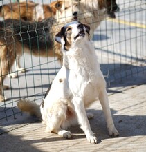 SPRITE, Hund, Mischlingshund in Rumänien - Bild 3