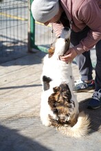 SPRITE, Hund, Mischlingshund in Rumänien - Bild 4