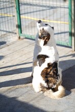 SPRITE, Hund, Mischlingshund in Rumänien - Bild 5