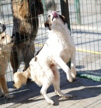 SPRITE, Hund, Mischlingshund in Rumänien - Bild 6
