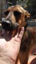 LILI, Hund, Mischlingshund in Spanien - Bild 2