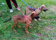 SANDY, Hund, Mischlingshund in Bulgarien - Bild 2