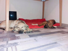 SANDY, Hund, Mischlingshund in Bulgarien - Bild 3