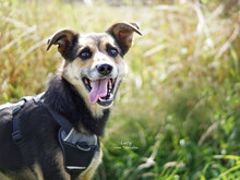 LUCY, Hund, Mischlingshund in Bad Karlshafen - Bild 1