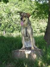 SCRUFF, Hund, Mischlingshund in Bad Karlshafen - Bild 2