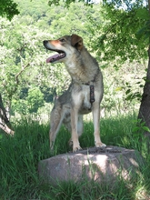 SCRUFF, Hund, Mischlingshund in Bad Karlshafen - Bild 3