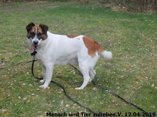 WATSON, Hund, Mischlingshund in Polen - Bild 1