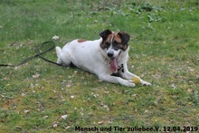 WATSON, Hund, Mischlingshund in Polen - Bild 2