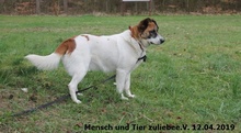 WATSON, Hund, Mischlingshund in Polen - Bild 5