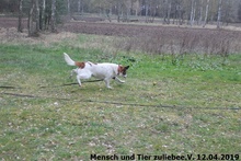 WATSON, Hund, Mischlingshund in Polen - Bild 6