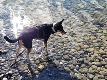 GRAUTVORNIX, Hund, Mischlingshund in Erbach - Bild 3