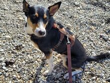 GRAUTVORNIX, Hund, Mischlingshund in Erbach - Bild 4