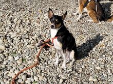 GRAUTVORNIX, Hund, Mischlingshund in Erbach - Bild 5