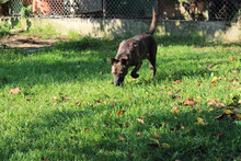 FENJA, Hund, Mischlingshund in Kroatien - Bild 3