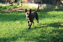 FENJA, Hund, Mischlingshund in Kroatien - Bild 5