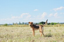 AJANI, Hund, Deutscher Schäferhund-Mix in Neuss - Bild 3