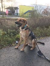 AJANI, Hund, Deutscher Schäferhund-Mix in Neuss - Bild 5