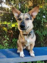 CHARLY, Hund, Mischlingshund in Zwiesel - Bild 27