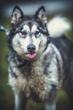 MILI, Hund, Mischlingshund in Slowakische Republik - Bild 1