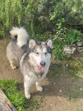 MILI, Hund, Mischlingshund in Slowakische Republik - Bild 11