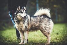 MILI, Hund, Mischlingshund in Slowakische Republik - Bild 2