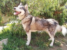 MILI, Hund, Mischlingshund in Slowakische Republik - Bild 21
