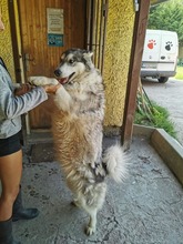 MILI, Hund, Mischlingshund in Slowakische Republik - Bild 24