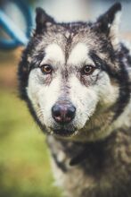 MILI, Hund, Mischlingshund in Slowakische Republik - Bild 3