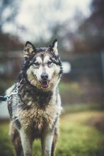 MILI, Hund, Mischlingshund in Slowakische Republik - Bild 4
