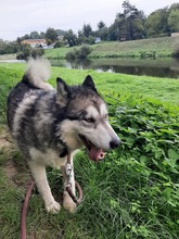 MILI, Hund, Mischlingshund in Slowakische Republik - Bild 5
