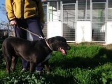 QUEEN, Hund, Mischlingshund in Griechenland - Bild 2