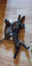 CHICA, Katze, Hauskatze in Frauenneuharting - Bild 3