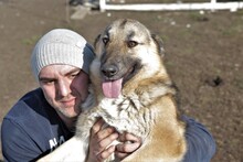 MILA, Hund, Deutscher Schäferhund-Mix in Rumänien - Bild 2