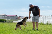 MILA, Hund, Deutscher Schäferhund-Mix in Rumänien - Bild 5