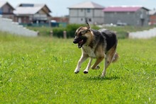 MILA, Hund, Deutscher Schäferhund-Mix in Rumänien - Bild 8