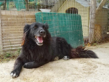 MIREILLE, Hund, Mischlingshund in Griechenland - Bild 10