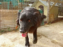 MIREILLE, Hund, Mischlingshund in Griechenland - Bild 2