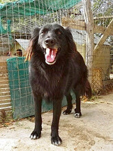 MIREILLE, Hund, Mischlingshund in Griechenland - Bild 3