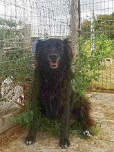 MIREILLE, Hund, Mischlingshund in Griechenland - Bild 5