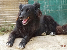 MIREILLE, Hund, Mischlingshund in Griechenland - Bild 7