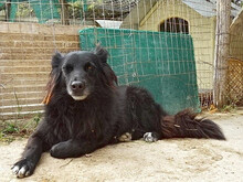 MIREILLE, Hund, Mischlingshund in Griechenland - Bild 8