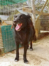 MIREILLE, Hund, Mischlingshund in Griechenland - Bild 9