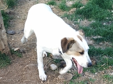 ALASKA, Hund, Herdenschutzhund-Mix in Griechenland - Bild 11