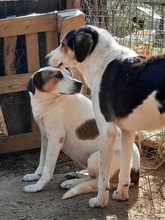 ALASKA, Hund, Herdenschutzhund-Mix in Griechenland - Bild 2